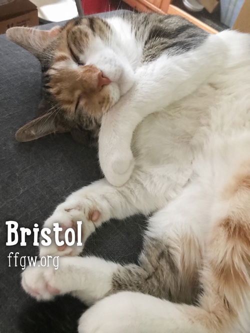 Bristol