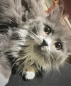 Gracie