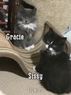 Gracie