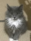 Gracie