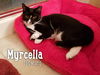 Myrcella