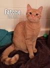 Fatone