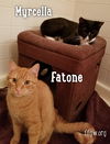 Fatone