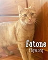 Fatone