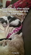 Biscuits