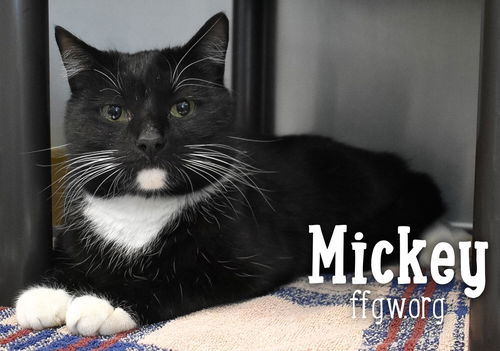 Mickey