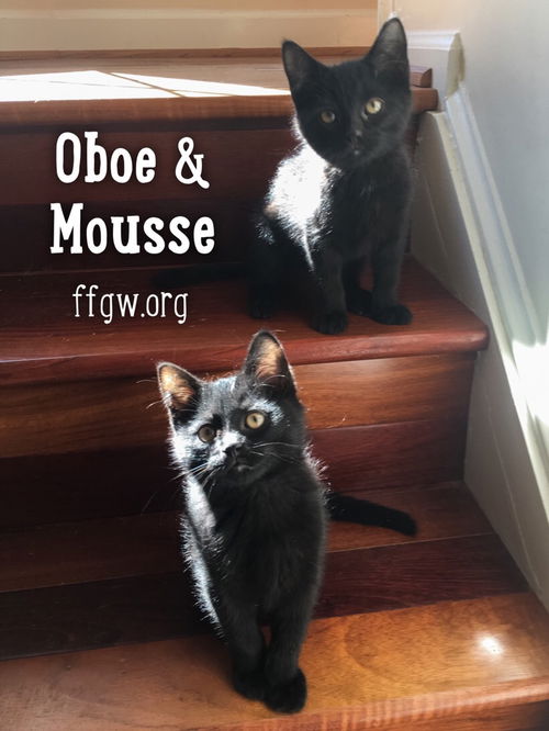 Oboe & Mousse