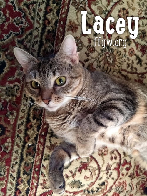 Lacey