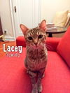 Lacey