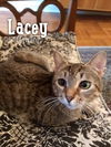 Lacey