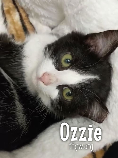 Ozzie