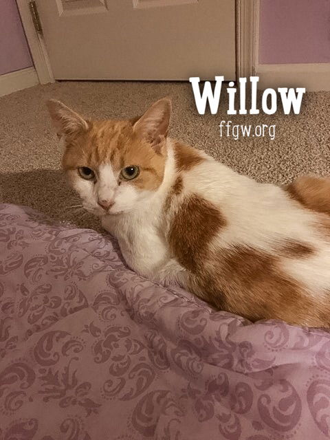 Willow