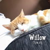 Willow