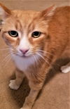 Tobby