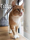 Tobby