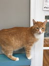 Tobby