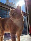 Tobby