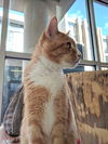 Tobby