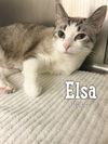 Elsa