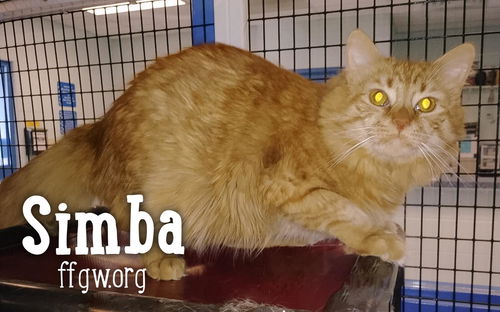 Simba