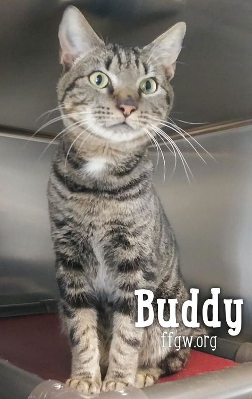 Buddy