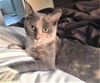 Nilla