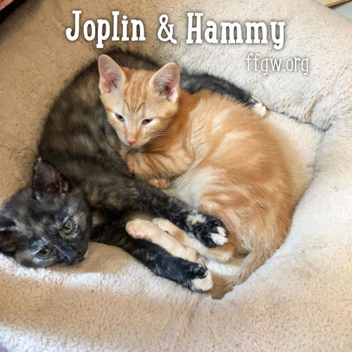 Hammy & Joplin