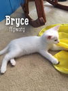 Bryce
