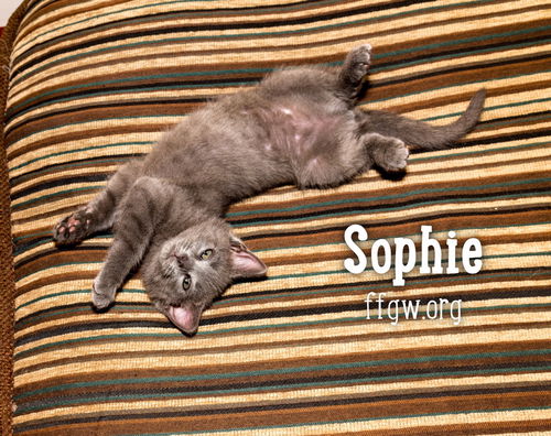 Sophie