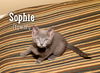 Sophie