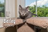 Bailey