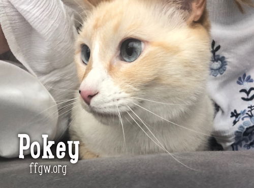 Pokey