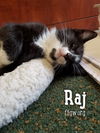 Raj