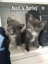 Basil