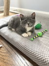 Basil