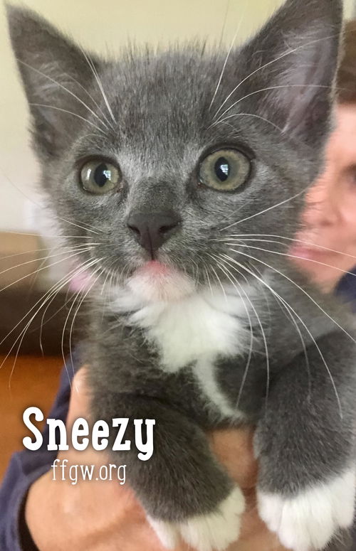 Sneezy