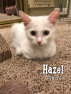 Hazel