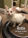 Rosie