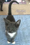 Dierdre