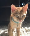 Pixel