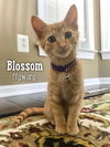 Blossom.