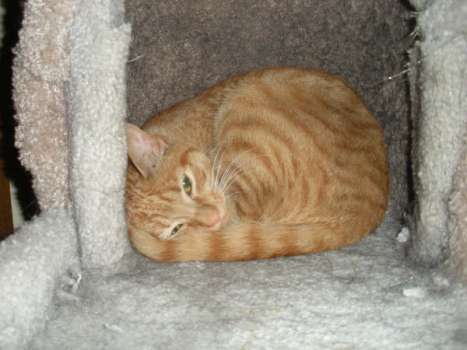 Clementine