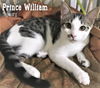 Prince William