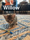 Willow