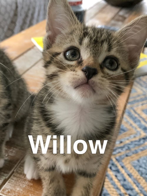 Willow