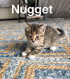 Nugget