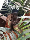 Telly