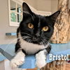 Bristol