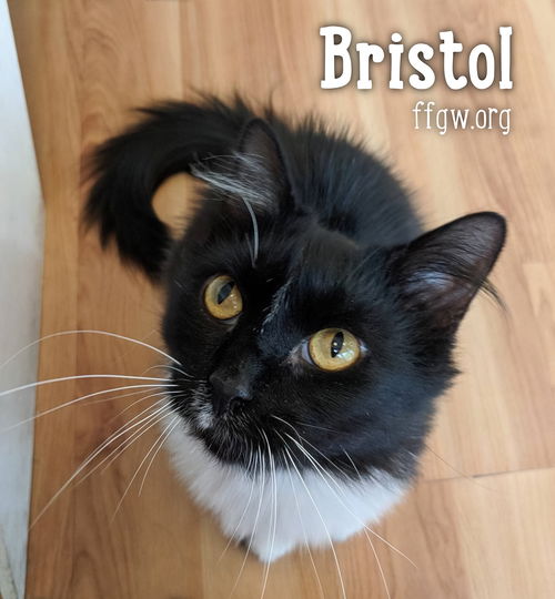 Bristol