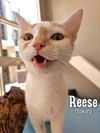 Reese